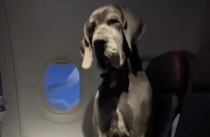 Son chien de soutien est un Dogue Allemand, et il occupe 2 places dans l'avion