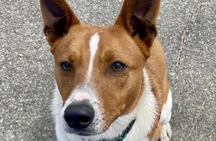Une famille en randonnée tombe sur un refuge et décide d’adopter un chien après une rencontre inattendue