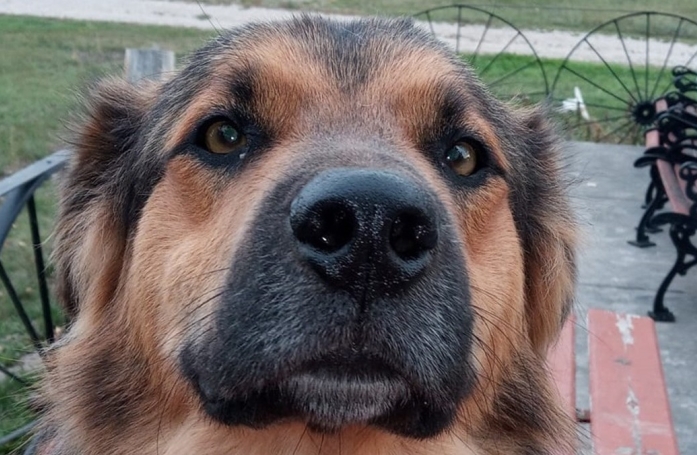 Un chien parcourt 2000 kilomètres avec son nouveau maître alors qu'il appartenait déjà à une autre famille