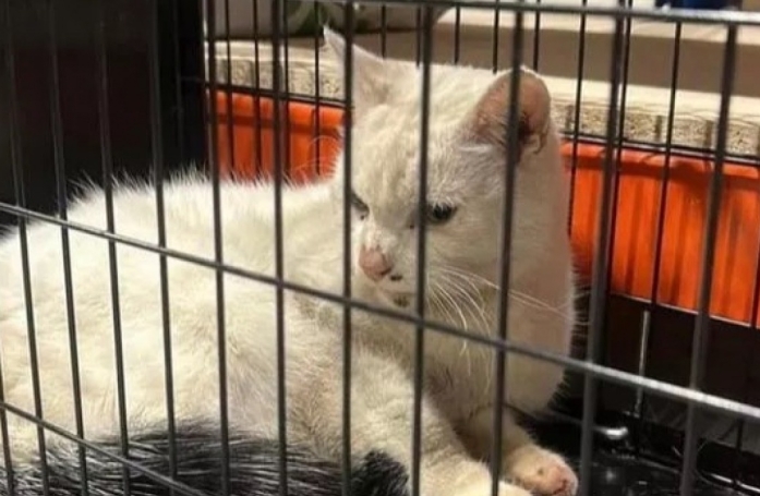 Une camionnette parcourt 100 kilomètres sans savoir qu'il y avait un chat à l'intérieur
