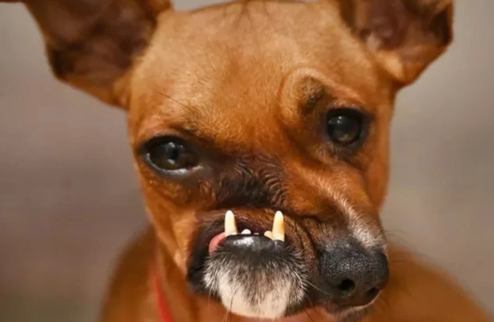 Un chien touché par une déformation au niveau de son visage fait chavirer le cœur d’une vétérinaire de son refuge
