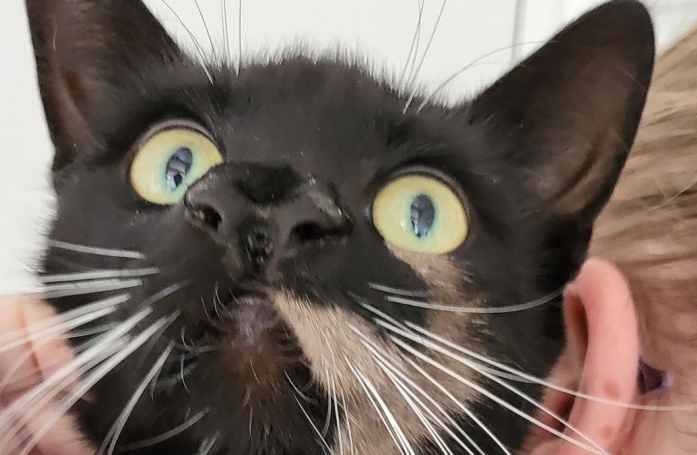 Lorsque les vétérinaires ont examiné le nez de cette chatte errante, ils ont découvert qu'elle avait 2 nez !