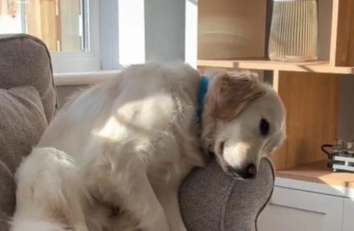 Se pensant rejeté sur le canapé secondaire, un chien use de ses talents de comédien pour attendrir son auditoire (vidéo)