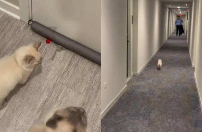 De manière surprenante pour des félins, ces deux chats accueillent quotidiennement leur maître avec beaucoup d’enthousiasme (vidéo)