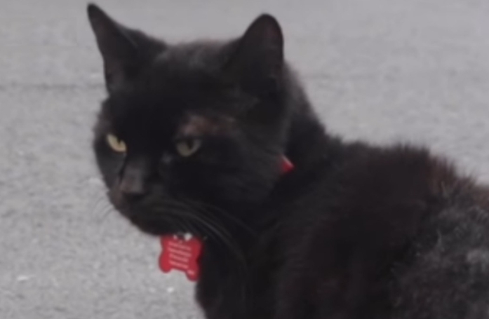 Un chat a fait de ce supermarché son terrain de jeu quotidien, sa propriétaire est contrainte de rassurer les passants avec une affiche (vidéo)