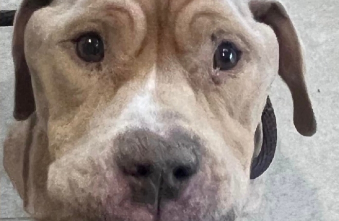 Retrouvé dans un état de maigreur très préoccupant, un chien s’ouvre peu à peu au monde grâce à une équipe aux petits soins