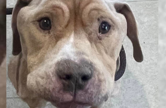 Retrouvé dans un état de maigreur très préoccupant, un chien s’ouvre peu à peu au monde grâce à une équipe aux petits soins