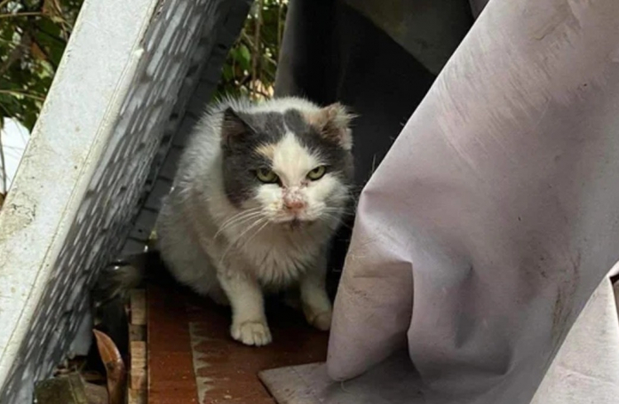 Après 10 années de solitude dans les rues d’une ville, une chatte profite de sa retraite amplement méritée