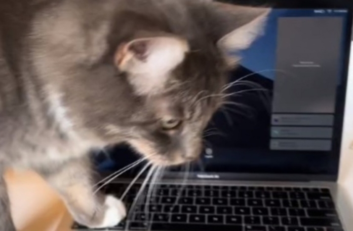 Pour éviter que son chat ne s'installe sur son clavier, elle lui achète la version pour chat (vidéo)
