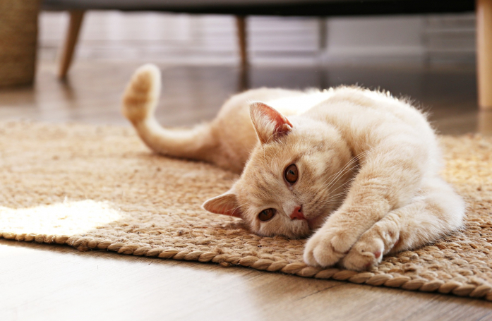 Comment garantir la sécurité de son animal de compagnie à la maison ?