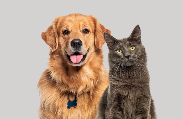 Quelles sont les émotions du chien et du chat ?