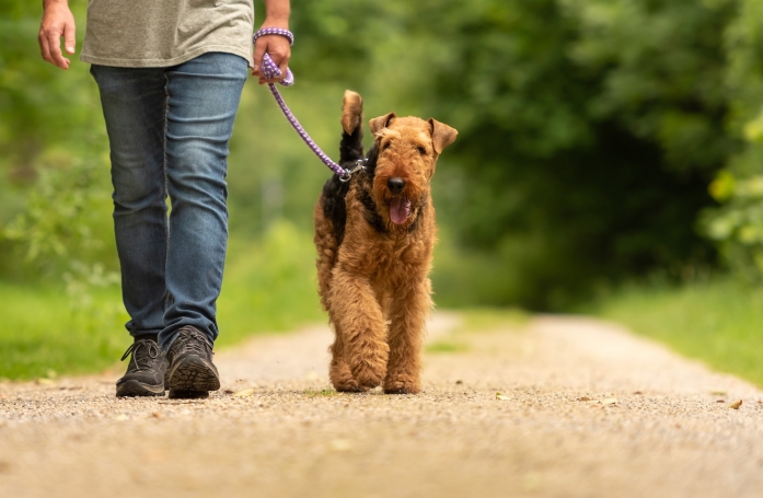 Comment pratiquer une activité physique avec son animal ?