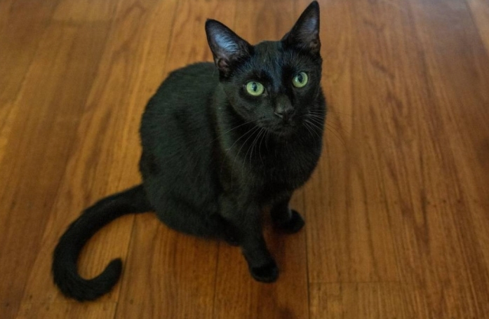 Après sa fuite, un chat domestique s’intègre à une colonie de chats sauvages et refuse de rentrer chez lui