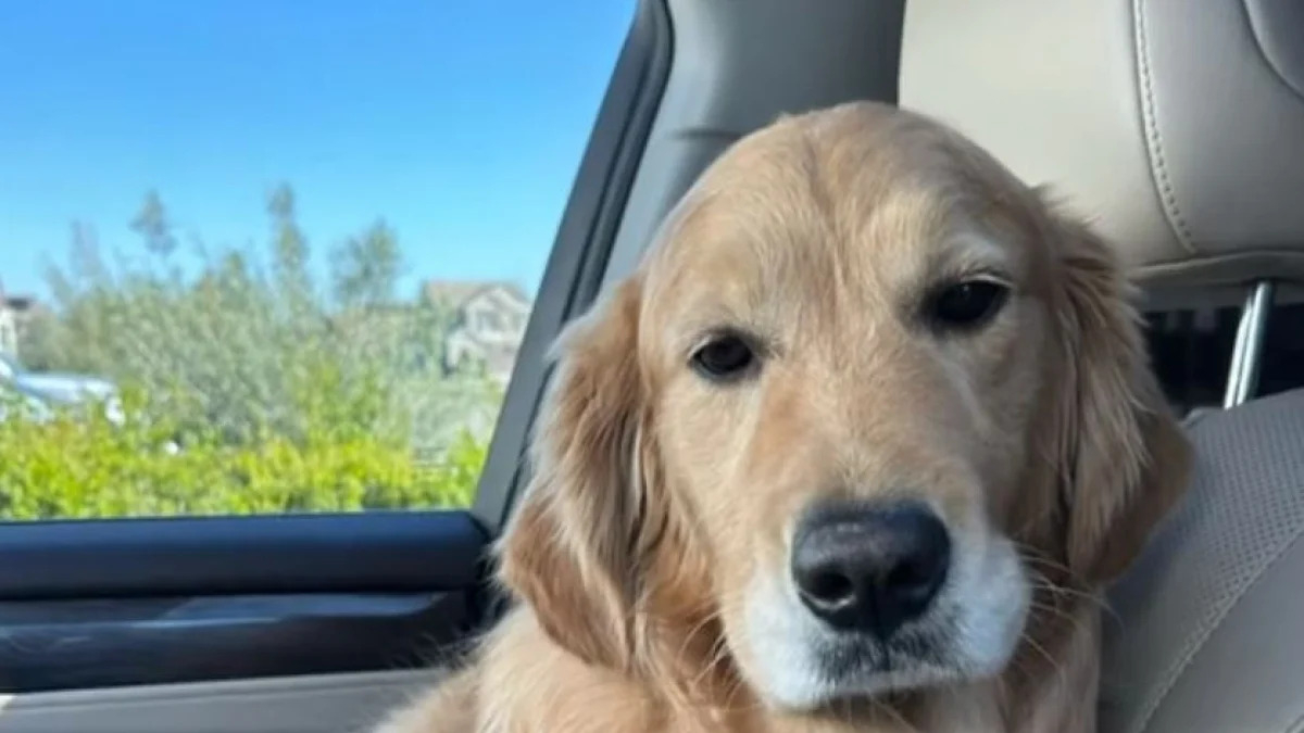 Ce Golden Retriever se lie d&#39;amitié avec des poules et joue avec elles comme une folle (vidéo)