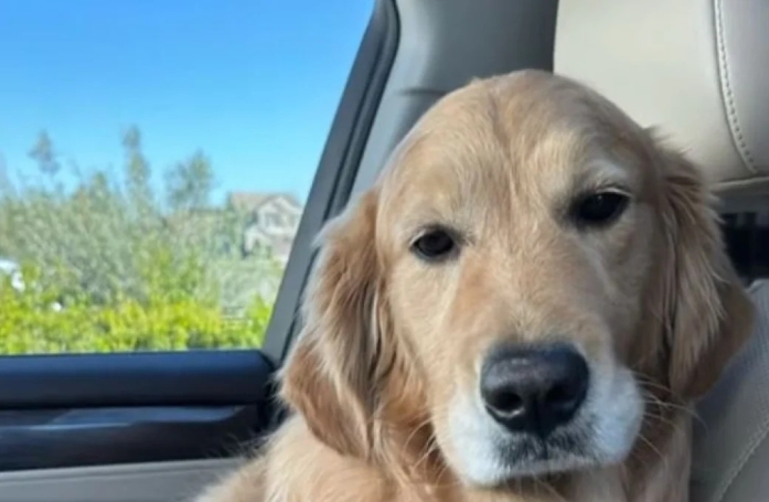 Ce Golden Retriever se lie d'amitié avec des poules et joue avec elles comme une folle (vidéo)