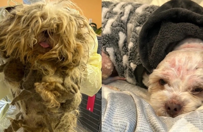 Alors qu'elle devait simplement aider au sauvetage de chien maltraités, cette vétérinaire a eu un coup de cœur