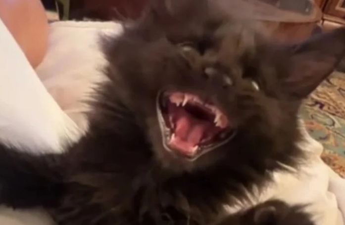 Le miaulement inhabituel et étrange de ce jeune Maine Coon intrigue sa communauté sur TikTok (vidéo)