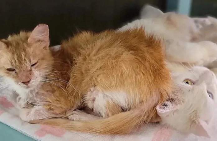 Rencontrés en famille d'accueil, ces 2 chats errants se serrent les coudes et retrouvent la forme