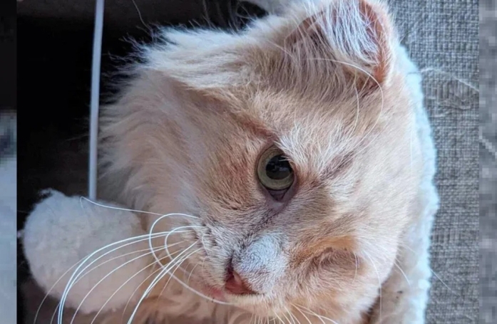 Ce chat errant borgne croque la vie à pleine dent maintenant qu'il a rejoint une famille d'accueil 