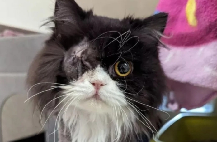 Cette adorable chatte a été recueillie dans un état pitoyable, mais s'est relevée avec l'aide du refuge