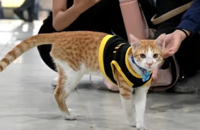 Ce chaton errant a été sauvé de la rue et est devenu... Agent de sécurité !