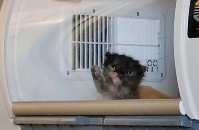 Cette bénévole a tout donné pour aider ces 2 chatons prématurés à se battre pour survivre