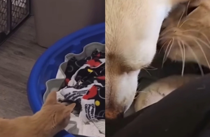 Ce chat handicapé a chouchouté la femelle chihuahua de sa famille d'accueil jusqu'à ce qu'elle accouche