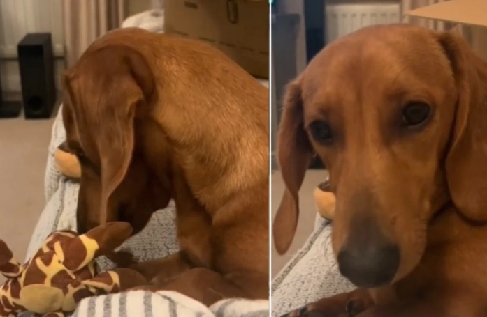 Comme un bébé, ce Teckel fait tomber son jouet à répétition pour attirer l’attention de sa maîtresse (vidéo)
