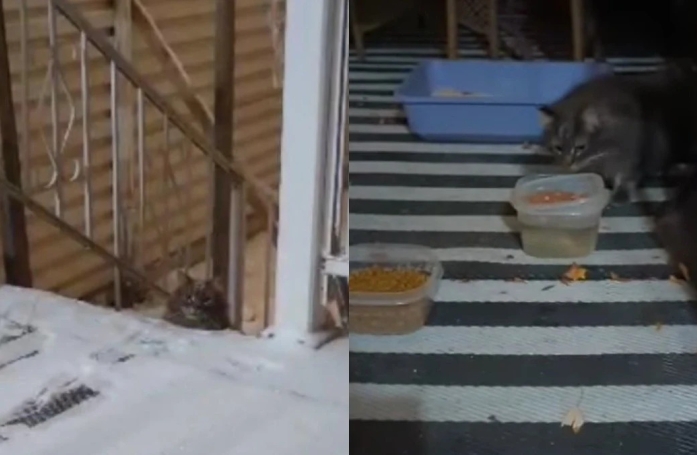 Un couple découvre un chat errant frigorifié sur le pas de leur porte et décident de le recueillir (vidéo)
