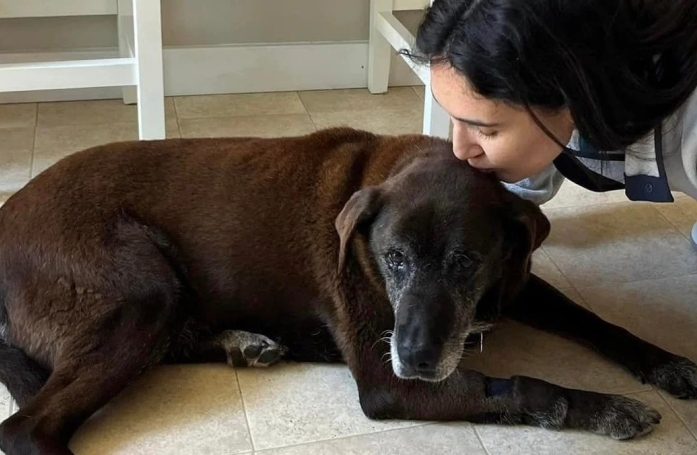Alors qu'elle avait passé plus de 11 ans dans un refuge, cette chienne en sort enfin à l'âge de 13 ans