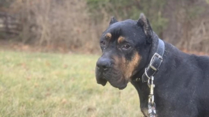 Illustration : "Bear, le chien