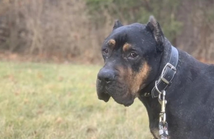 Bear, le chien 