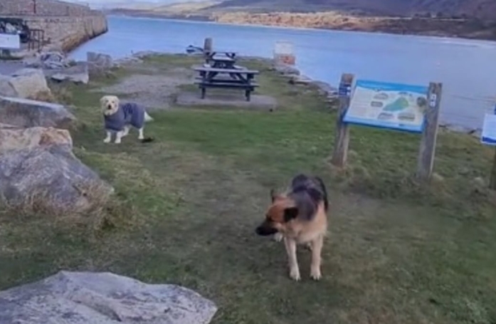 Trop heureux de leur journée à la plage, ces deux chiens ont décidé de ne pas rentrer chez eux (vidéo)