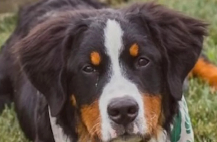 Ce jeune Bouvier Bernois a finalement trouvé le bonheur chez ce militaire qui l'a sorti d'une usine à chiots (vidéo)