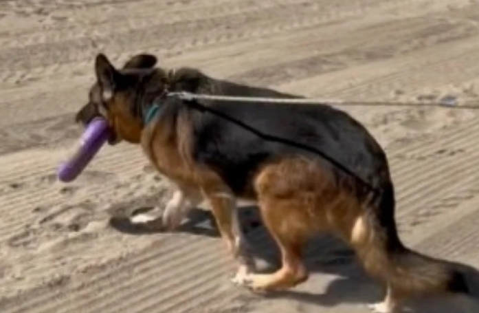 Cette bénévole change radicalement le quotidien d'un chien de refuge en l'emmenant une journée à la plage (vidéo)