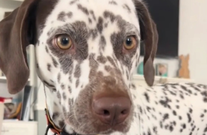 Ce Dalmatien a fugué et est revenu avec 2 chatons abandonnés dans un sac (vidéo)