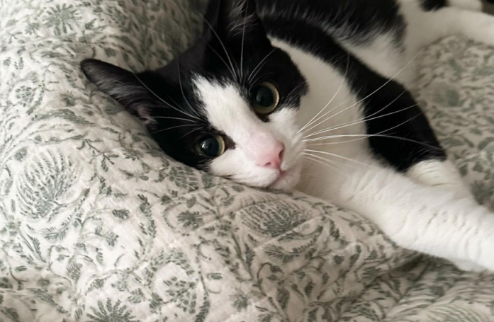 Cette maman chat s'appelle Princess Leia, et ses 7 chatons font partie de l'univers de Star Wars