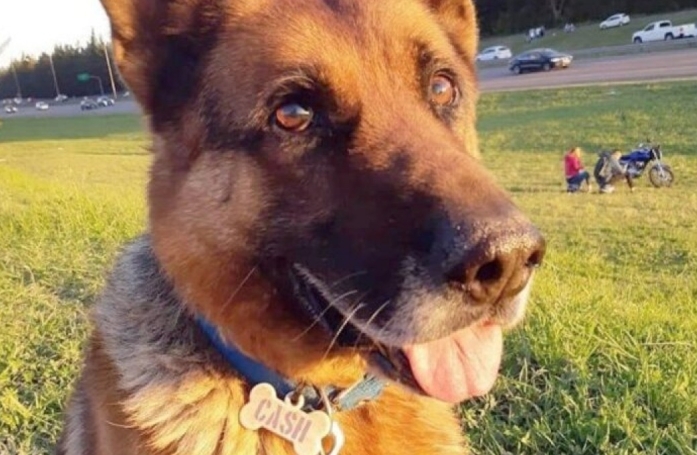 Son chien disparait en creusant un trou, puis elle le retrouve après 10 mois de recherches intensives