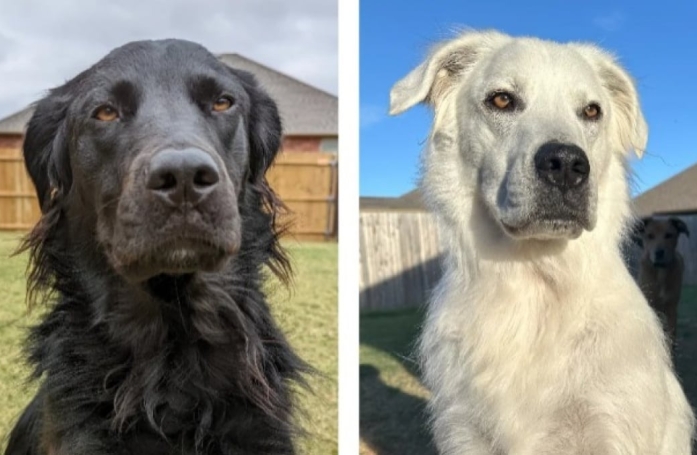 Après avoir passé ses 2 premières années en noir, ce chien change de couleur et devient blanc
