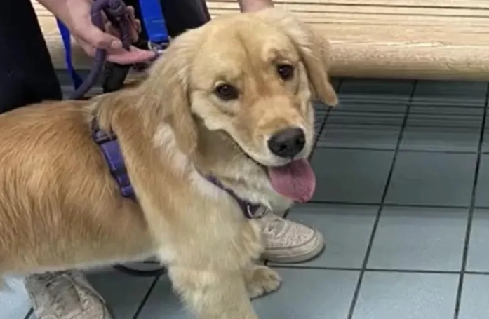 Ces maîtres ont récupéré la mauvaise chienne en pension canine et ne s'en sont même pas rendus compte