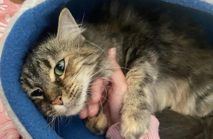 Secourue avec ses deux chatons, cette chatte déprimée espère trouver une famille aimante