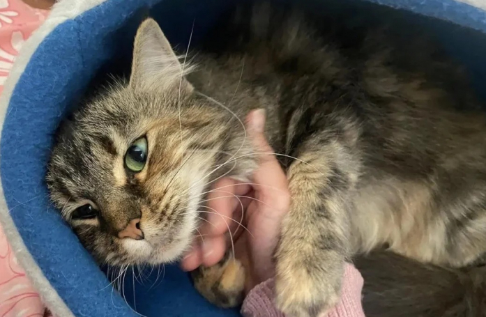 Secourue avec ses deux chatons, cette chatte déprimée espère trouver une famille aimante