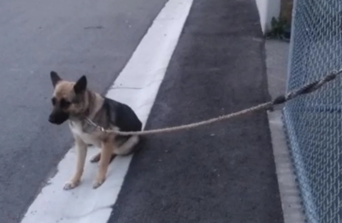 Trouvée attachée à la grille du refuge, cette chienne fais de gros efforts pour vaincre sa peur des humains