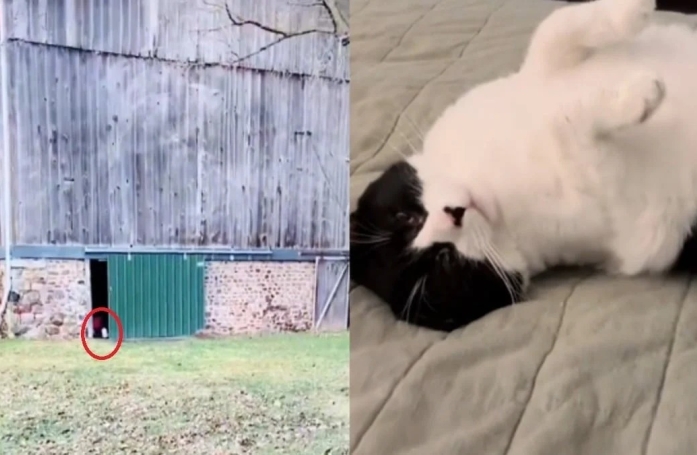 Alors que l'agent immobilier souhaite faire partir les 15 chats avant la vente, les nouveaux propriétaires les adoptent (vidéo)
