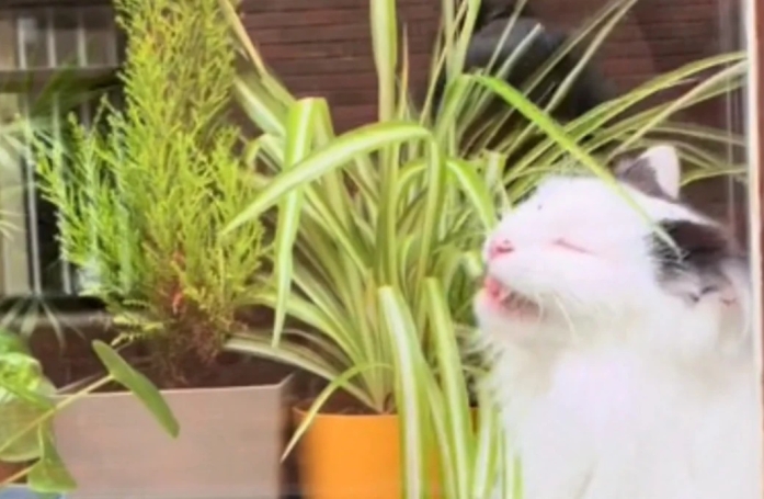 Un chat espiègle est surpris en flagrant délit de mâchouillage de plantes ! (vidéo)