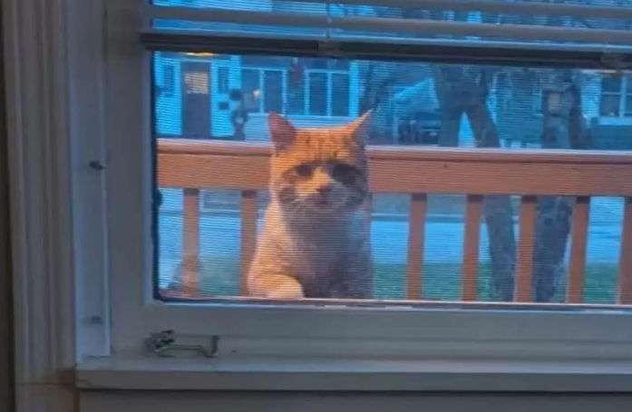 Oranges, un chat errant, a découvert l'abri de luxe que lui a confectionné une famille attentionnée