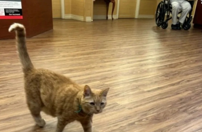 Un visiteur d'un EHPAD se rend compte qu'un chat qu'il avait aperçu il y a 9 ans est toujours présent