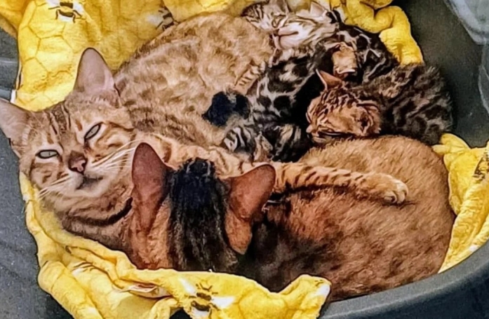 70 chats Bengal ont été sauvés d'un élevage clandestin par une association débordée