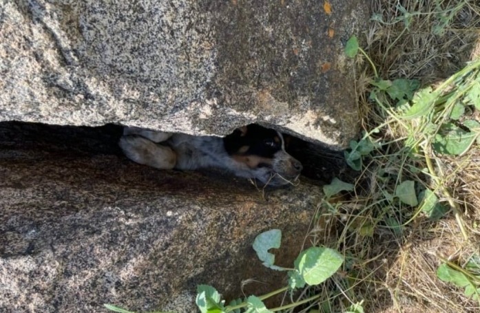 Grâce à ses aboiements, ce chiot coincé entre 2 rochers a pu alerter des ouvriers qui l'ont sauvé