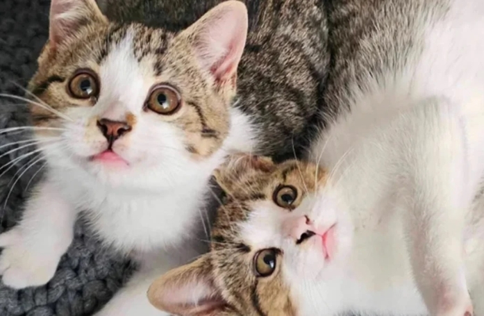 Alors qu'elles ont perdu leur sœur et leur mère, ces deux chatons arrivent encore à se battre pour vivre